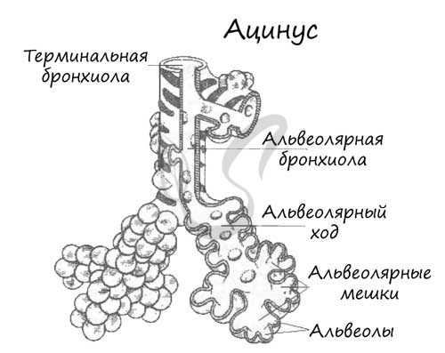 Схема строения ацинуса легкого