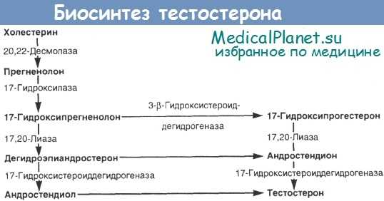 Гормоны надпочечники тестостерон