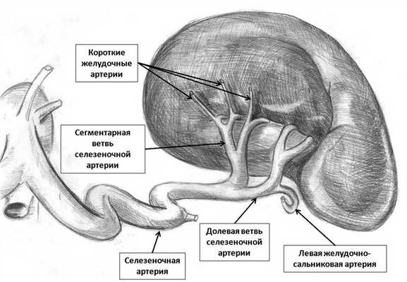 Кровоснабжение селезенки схема