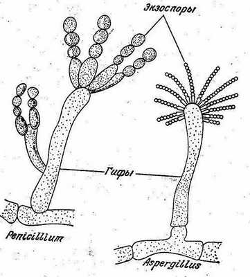 Пеницилл консумент. Гриб пеницилл строение. Пеницилл и аспергилл строение. Морфология гриба Penicillium. Пеницилл гриб жизненный цикл.