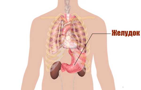 Расположение желудка фото