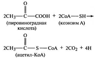 2 молекулы пировиноградной кислоты. Пировиноградная кислота - co2=. Лимонная кислота in vivo образуется из ацетилкоэнзима а и в реакции. Уравнение реакции превращения уксусной кислоты в ацетилкоэнзим а.. ПВК В коэнзим а.