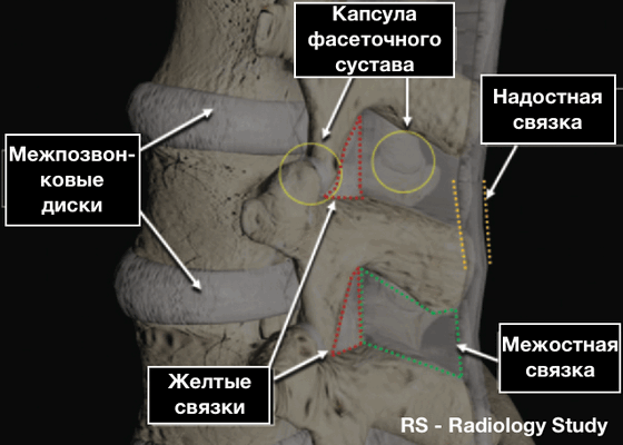 Связки поясничного отдела позвоночника. Надостная связка позвоночника. Надостная связка позвонка. Желтые связки позвоночника на кт. Надостные связки позвонков.