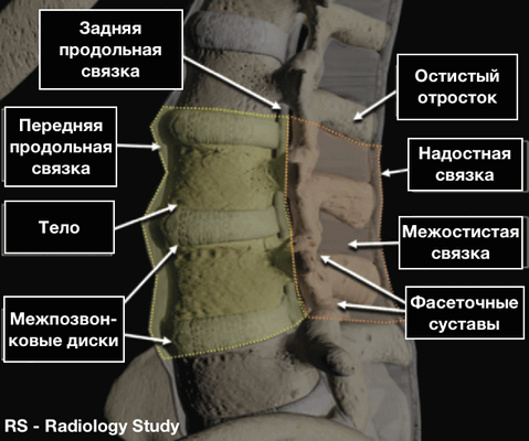 Продольная связка. Задняя продольная связка позвонков. Передняя продольная связка l2-l5. Задняя продольна чсузяка. Передняя продольная св.