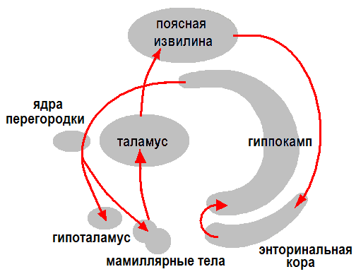 Система круг. Круг Пейпеца лимбическая система. Круг Наута лимбической системы. Круг Пейпеца схема. Структура лимбической системы круги Пейпеца.