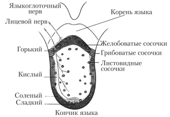 Схема вкусового анализатора человека