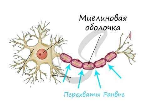 Альфа нейрон. Глиальная оболочка. Отросток нервной клетки шванновская клетка. Миелиновая оболочка яйцеклетки.