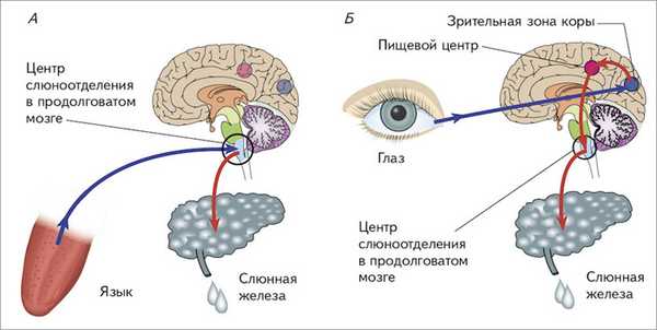 Схема формирования и угасания условного рефлекса