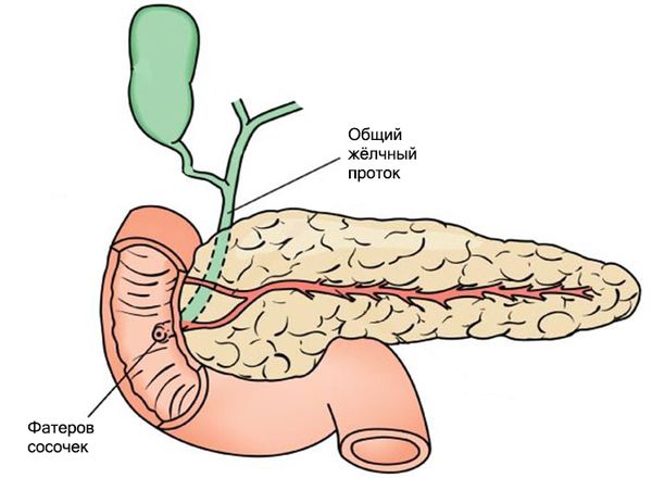 Желчные протоки картинка