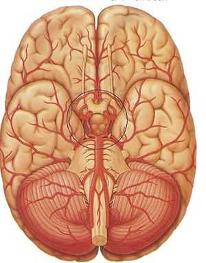 Мозгом круга. Виллизиев круг анатомия для студентов 24.