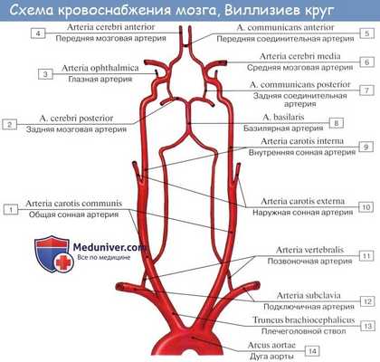 Виллизиев круг картинка