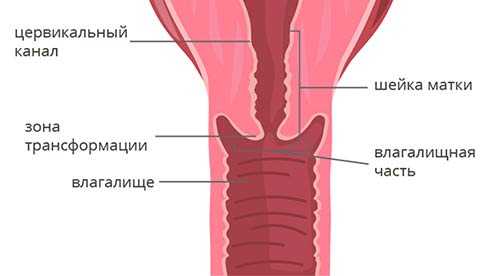 Где находится цервикальный канал у женщин рисунок и что это