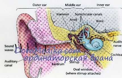 Зародыш ухо. Строение уха МОПСА Анатомическое. Характеристики улитки в ухе.