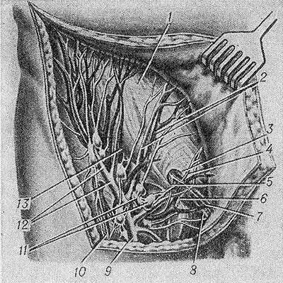 Анатомия мужчины паховая. Паховые лимфоузлы анатомия. Лимфоузлы пахового канала. Лимфоузлы паховой канал.