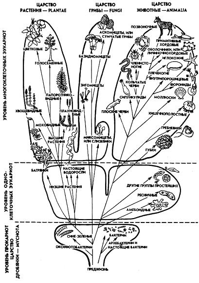 Составьте схему разнообразие организмов на земле