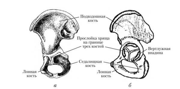 Кости у новорожденного ребенка. Зоны роста костей таза. Кости таза новорожденного. Тазовая кость ребенка.