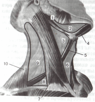 Лопаточно трахеальный треугольник шеи