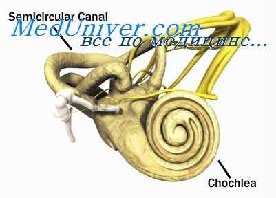 Чувствительные клетки внутреннего уха. Водопровод улитки.