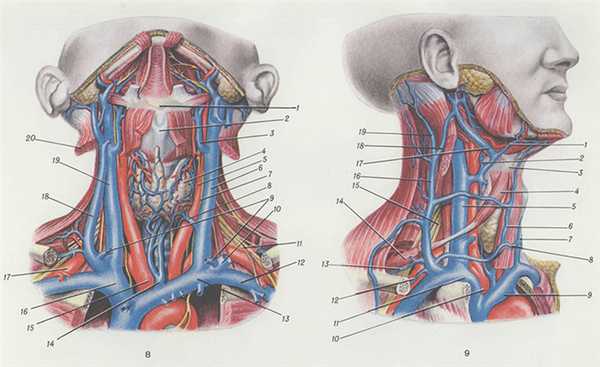 Яремные вены где находятся фото