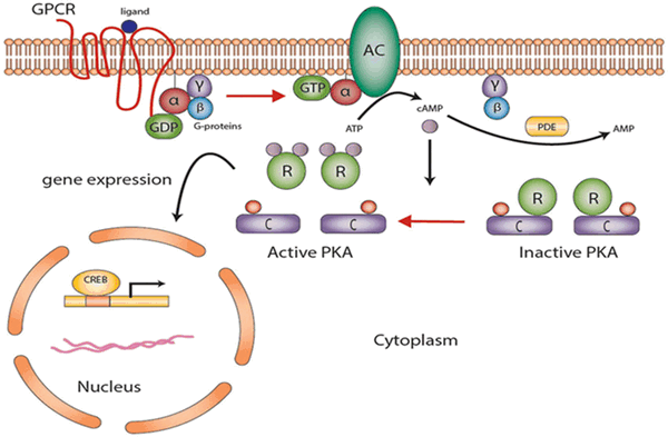 Протеинкиназа а. Строение протеинкиназы. Схема активации протеинкиназы а. Протеинкиназа а строение. Протеинкиназа биохимия.