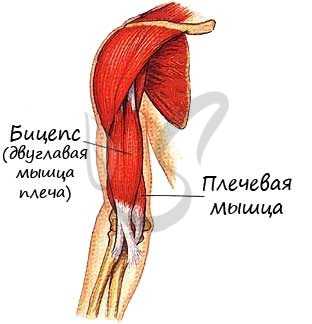 Бицепс двуглавая мышца