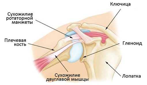 Ротаторная манжета плечевого сустава анатомия