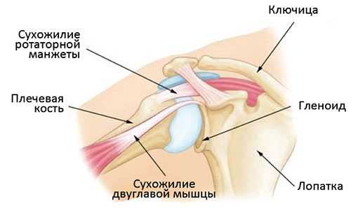Хроническая нестабильность плечевого сустава. Тендовагинит сухожилий бицепса. Сухожилия бицепса анатомия. Хроническая нестабильность плеча операция.