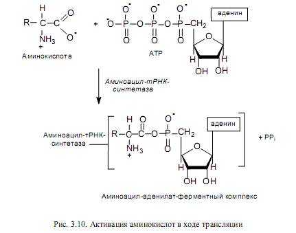 Процесс формирования комплекса трнк с аминокислотой. Схема активации аминокислот. Активация аминокислот. Трансляция активация аминокислот. Реакция активации аминокислот.