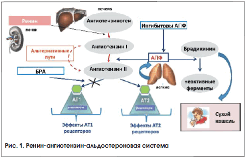 Ренин ангиотензин альдостероновая система презентация