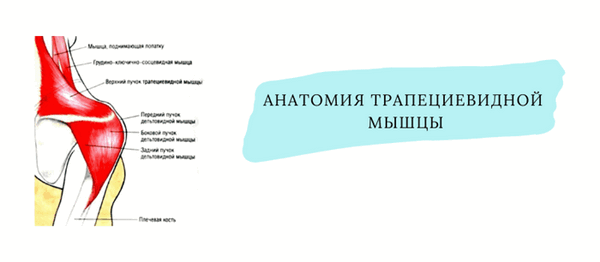 Трапециевидная мышца анатомия. Мышца поднимающая лопатку анатомия. Синдром трапециевидной мышцы. Трапеция мышца болит.