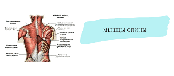 Трапециевидная мышца симптомы. Трапеция мышцы спины. Мышцы спины лопатки. Трапециевидная мышца спины. Мышцы спины поверхностные и глубокие.