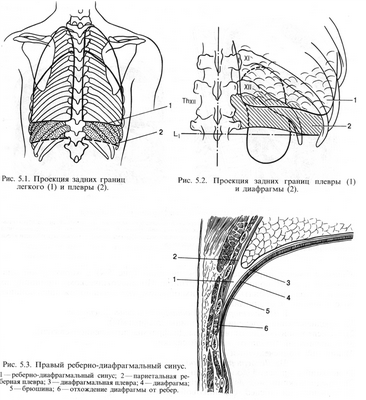 Реберно диафрагмальный синус. Плевральные синусы топографическая анатомия. Реберно-диафрагмальный синус плевры анатомия. Реберно медиастинальный синус. Реберно средостенный плевральный синус.